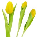 TULIPAN ŻÓŁTY 31CM JAK ŻYWY DEKORACJA WIOSENNA