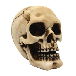 Czaszka Figurka Model Dekoracja Halloween Gadżet Prezent - MC-30683