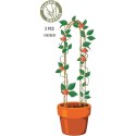 PODPORA DO ROŚLIN BAMBUSOWA ŁUK 78CM 3SZT PROGARDEN