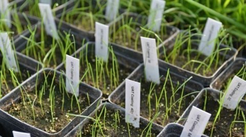 Trawa Ozdobna Barenbrug Shadow & Sun 15kg