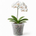DONICZKA PLANTI PRZEŹROCZYSTA 16CM