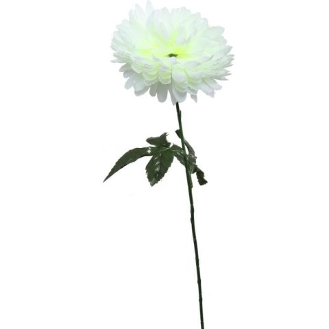 Chryzantema pojedynczy kwiat w kolorze białym 70 cm