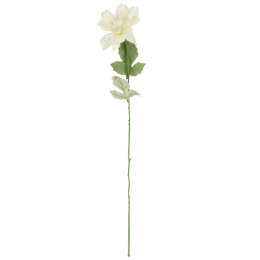 Dalia kwiat pojedynczy biały 70 cm