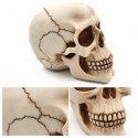 Czaszka Dekoracyjna Figurka 15 cm - MC-30685