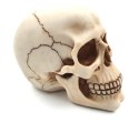 Czaszka Dekoracyjna Figurka 15 cm - MC-30685