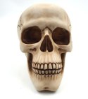 Czaszka Dekoracyjna Figurka 15 cm - MC-30685
