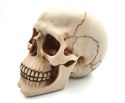 Czaszka Dekoracyjna Figurka 15 cm - MC-30685