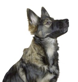 KERBL Kaganiec dla psa Nylon, 17-22cm x 7,5cm [82145]