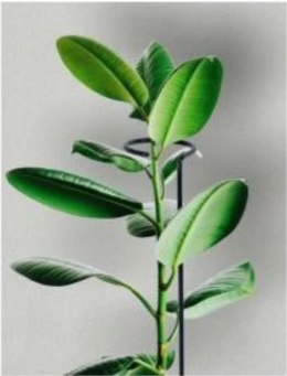 Podpora do Roślin Pojedyńcza 60cm 1szt