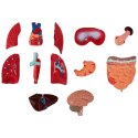 Model anatomiczny 3D tułowia człowieka