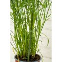 PODPORA TYCZKA DO ROŚLIN 6SZT 50-80CM KINZO
