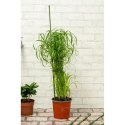 PODPORA TYCZKA DO ROŚLIN 6SZT 50-80CM KINZO