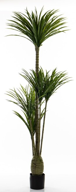 Roślina Dekoracyjna Dracena ART-POL